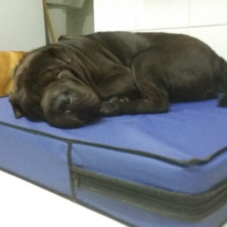 Colchão Para Cães Impermeável 1.00x70x10