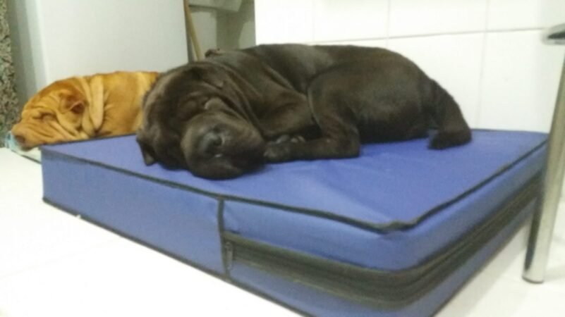 Colchão Para Cães Impermeável 1.00x70x10