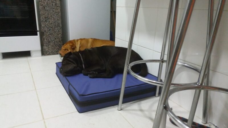 Colchão Para Cães Impermeável 1.00x70x10 - Imagem 9