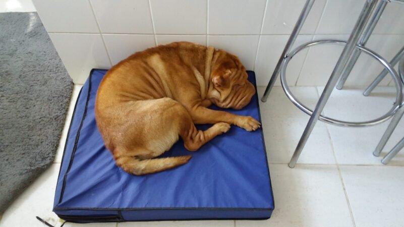 Colchão Para Cães Impermeável 1.00x70x10 - Imagem 10