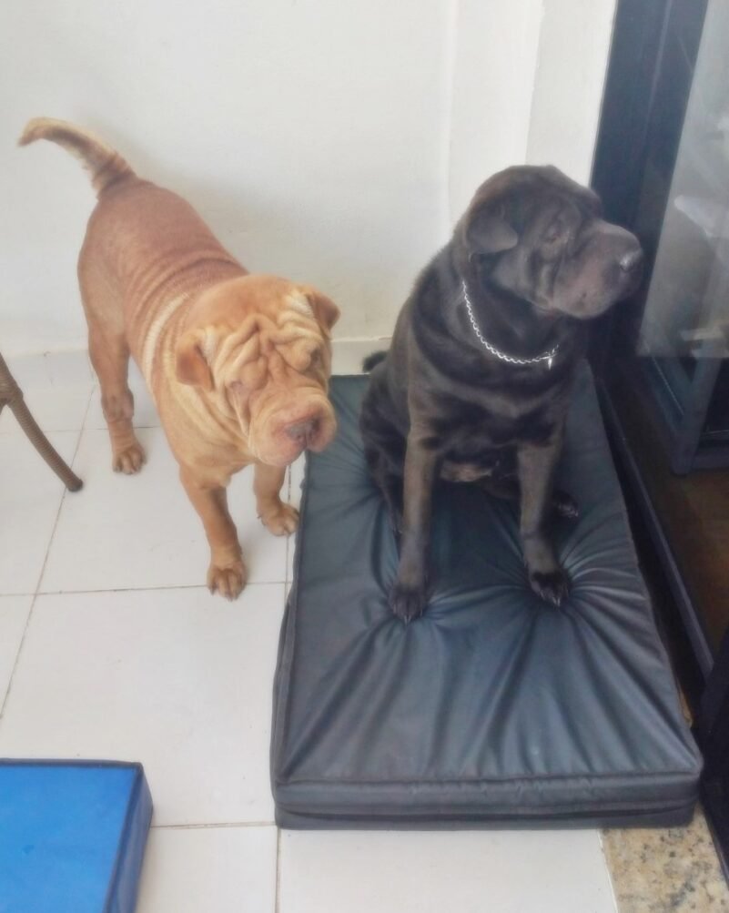 Colchão Para Cães Impermeável 1.00x70x10 - Imagem 7