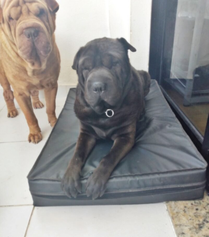 Colchão Para Cães Impermeável 1.00x70x10 - Imagem 5