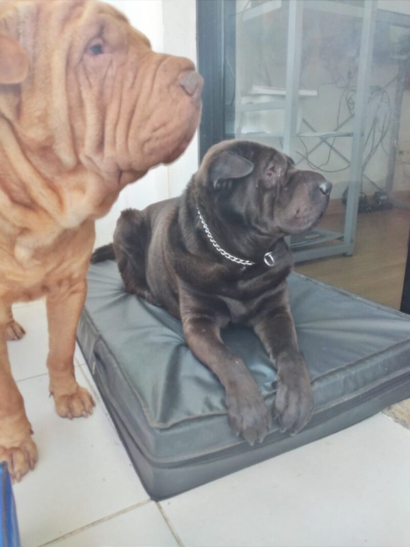 Colchão Para Cães Impermeável 1.00x70x10 - Imagem 6