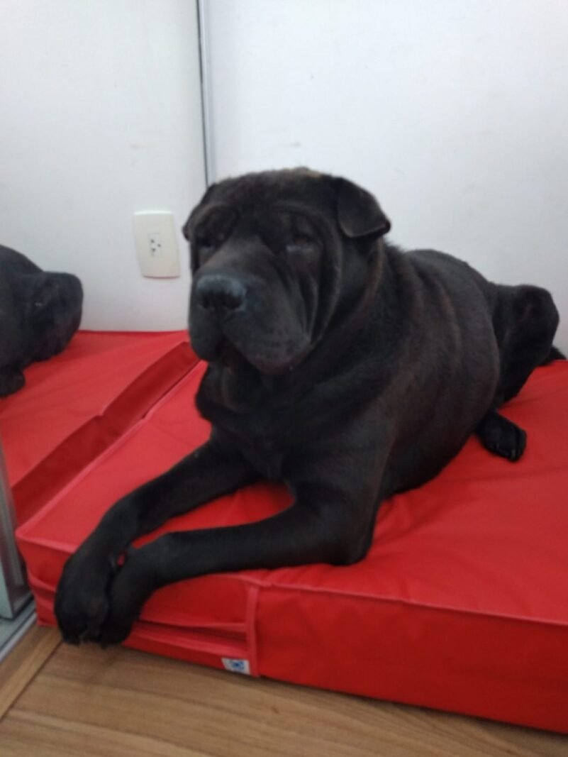 Colchão Para Cães Impermeável 50x60x10 - Imagem 25