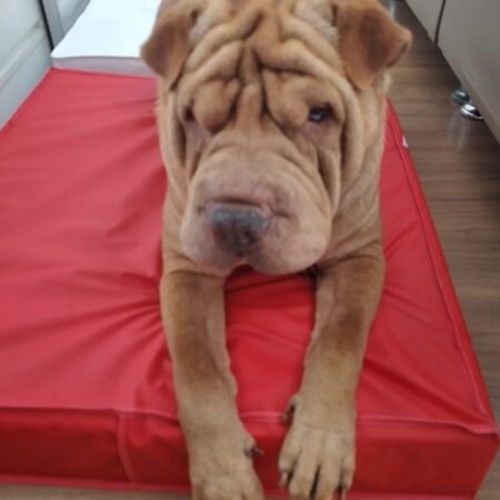 Colchão Para Cães Impermeável 80x50x10