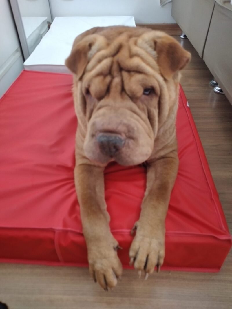Colchão Para Cães Impermeável 1.00x70x10 - Imagem 12