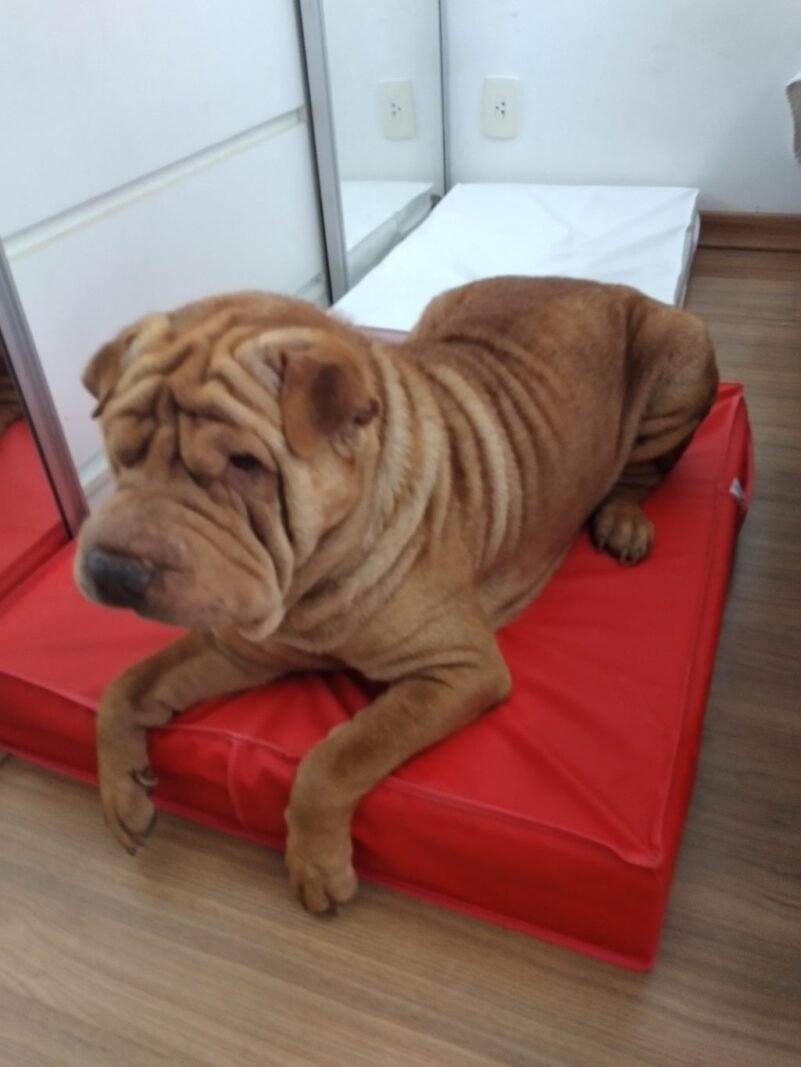 Colchão Para Cães Impermeável 50x60x10 - Imagem 14