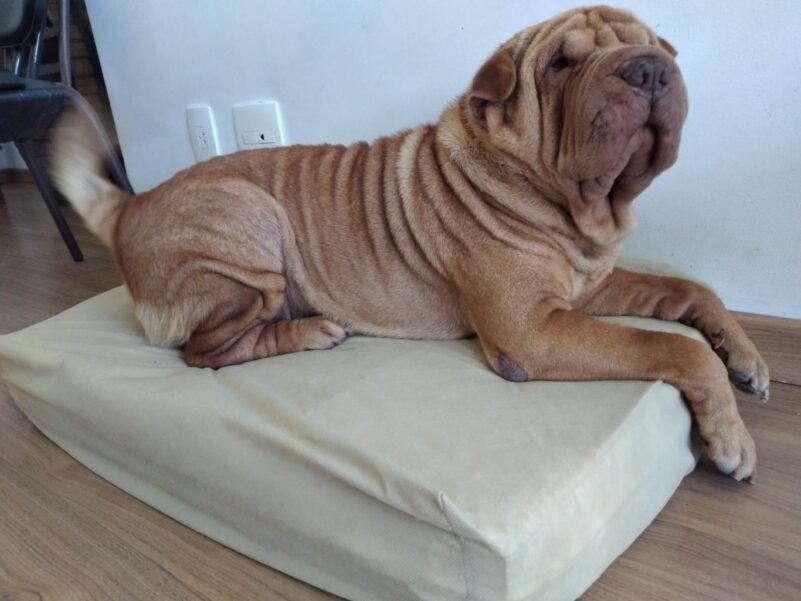 Lençol Refil com Elástico Para Colchão Cães (3 peças) - Imagem 7