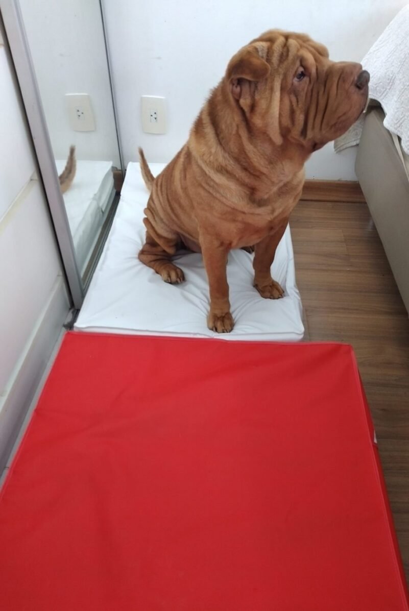 Colchão Para Cães Impermeável 50x60x10 - Imagem 12
