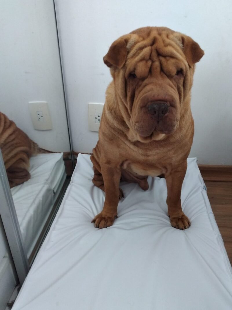 Colchão Para Cães Impermeável 50x60x10 - Imagem 18