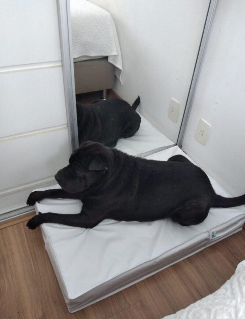 Colchão Para Cães Impermeável 50x60x10 - Imagem 17