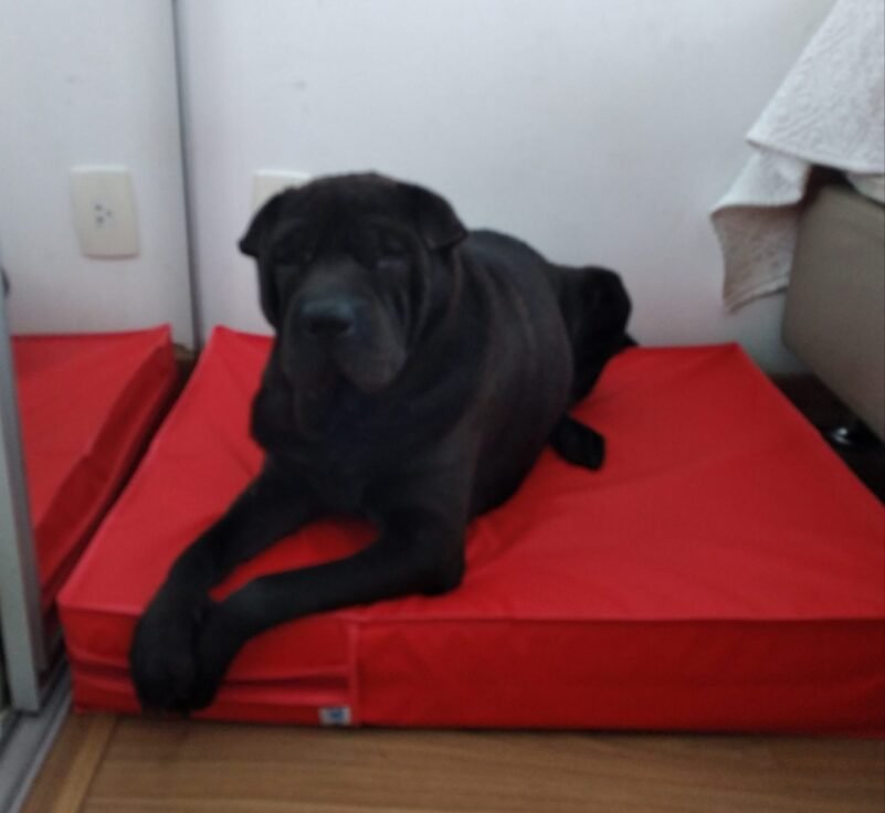 Colchão Para Cães Impermeável 1.00x70x10 - Imagem 13
