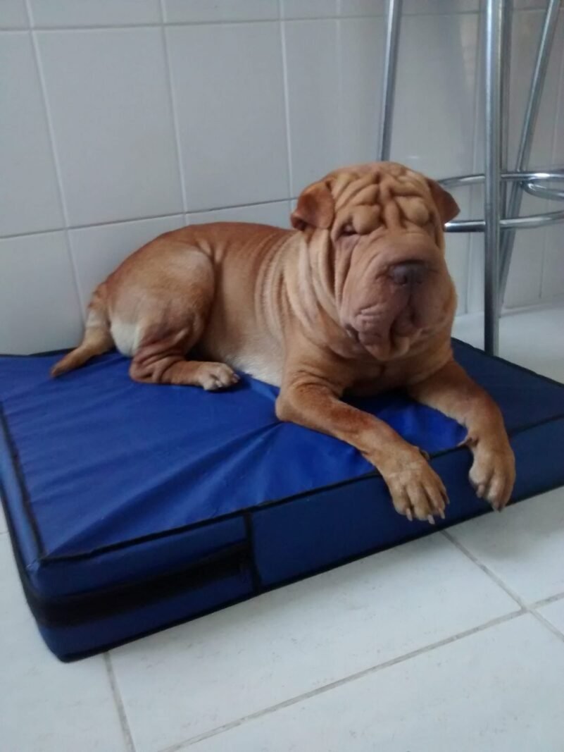 Colchão Para Cães Impermeável 1.00x70x10 - Imagem 2