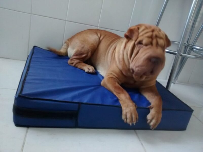 Colchão Para Cães Impermeável 1.00x70x10 - Imagem 3