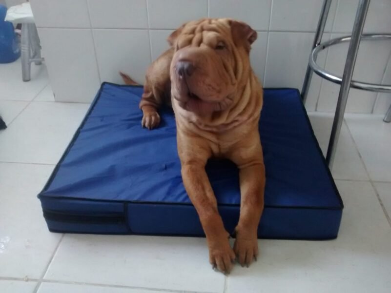 Colchão Para Cães Impermeável 1.00x70x10 - Imagem 4